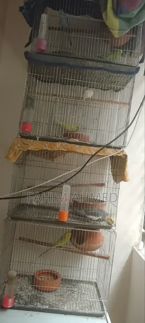 Three Budgies and One Cockatiel with Routine, Two Classics with a Pair and Cage