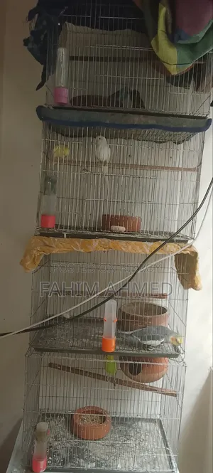Three Budgies and One Cockatiel with Routine, Two Classics with a Pair and Cage