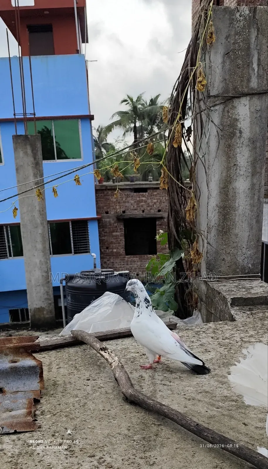 Giribaj Male Pigeon