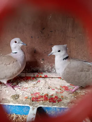 Looking for Dove Birds