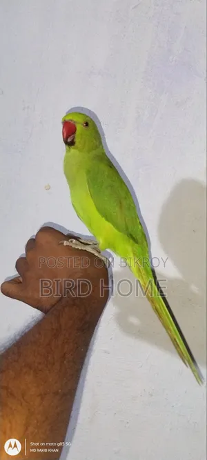 Indian Ringneck