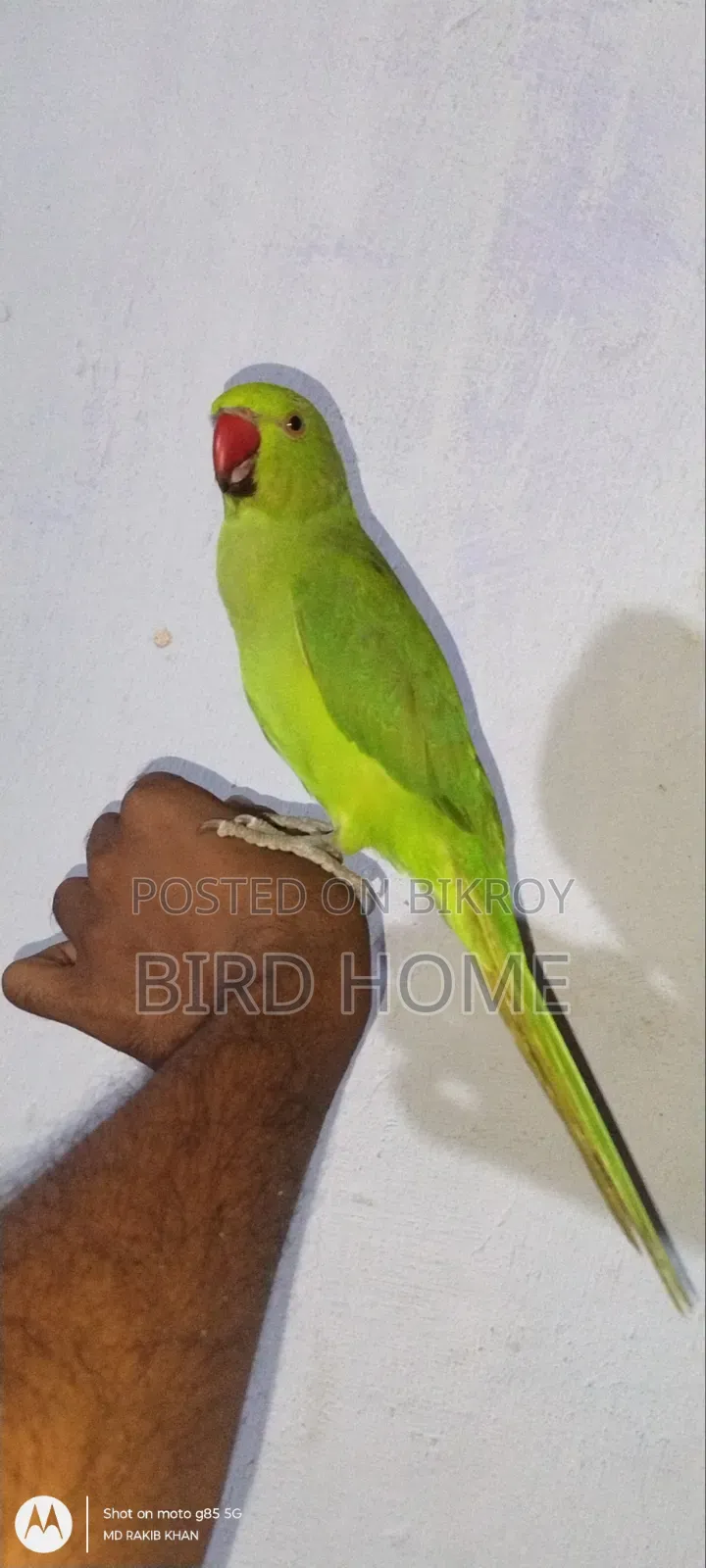 Indian Ringneck