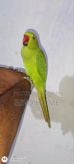 Indian Ringneck