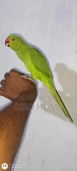 Indian Ringneck