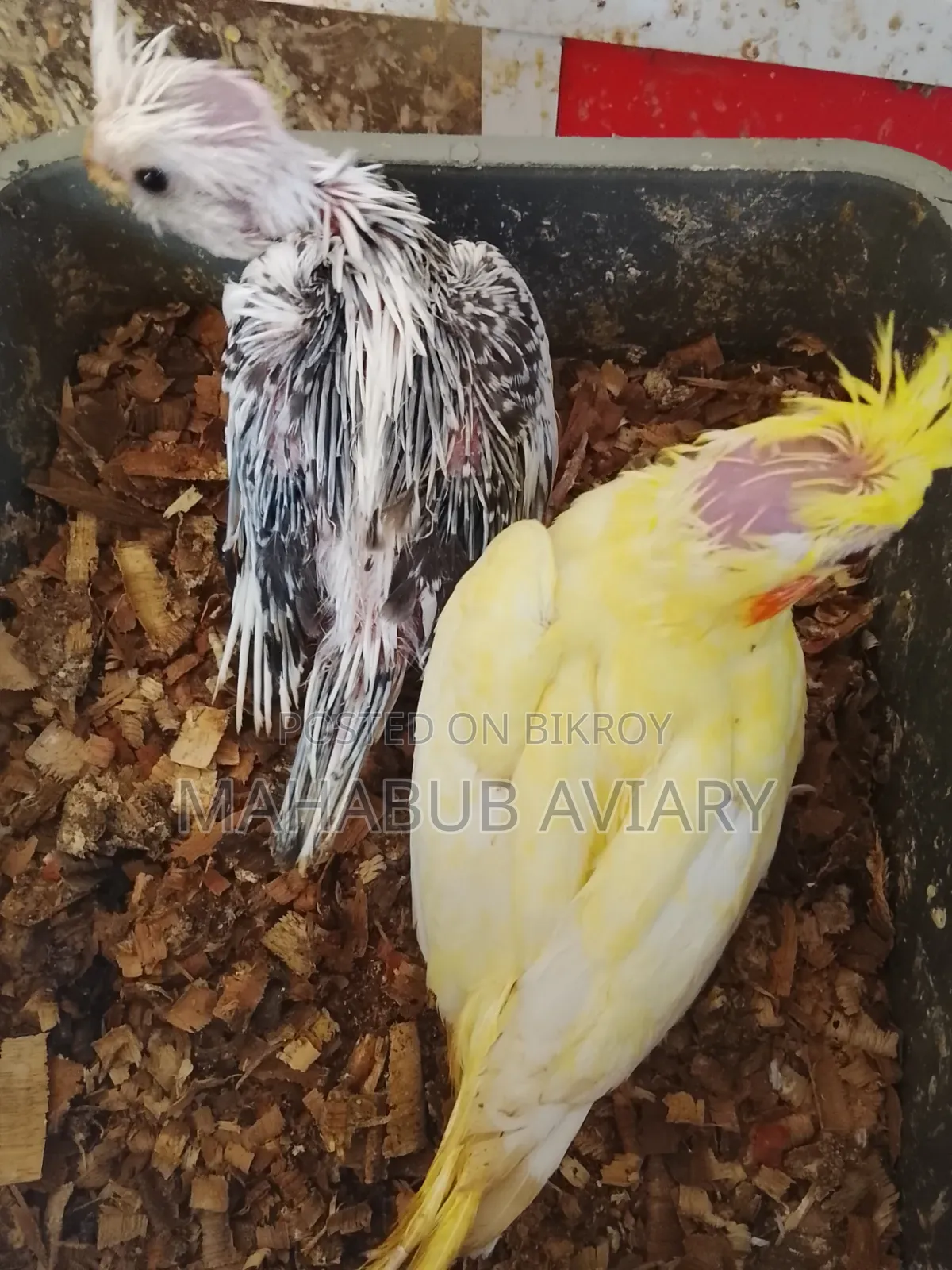 পাখি বিক্রয়ের জন্য