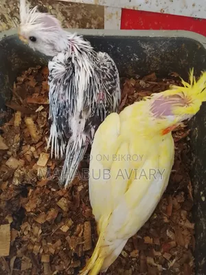 পাখি বিক্রয়ের জন্য