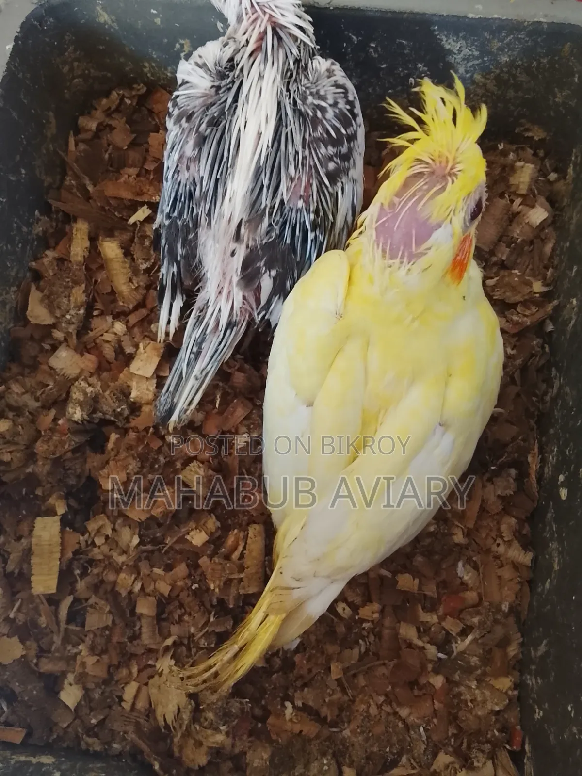 পাখি বিক্রয়ের জন্য