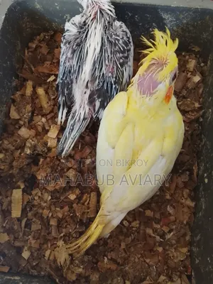 পাখি বিক্রয়ের জন্য