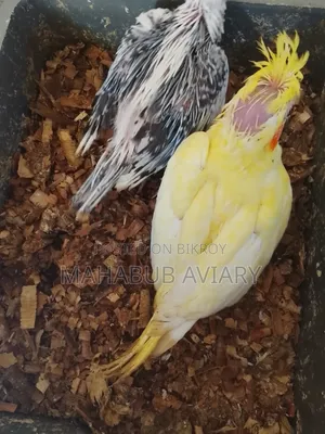 পাখি বিক্রয়ের জন্য
