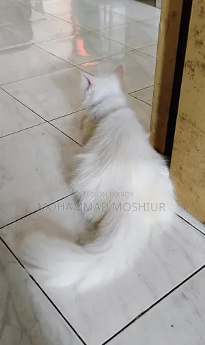 ৬-১২ মাসের ফিমেল পিওরব্রেড পার্সিয়ান বিড়াল