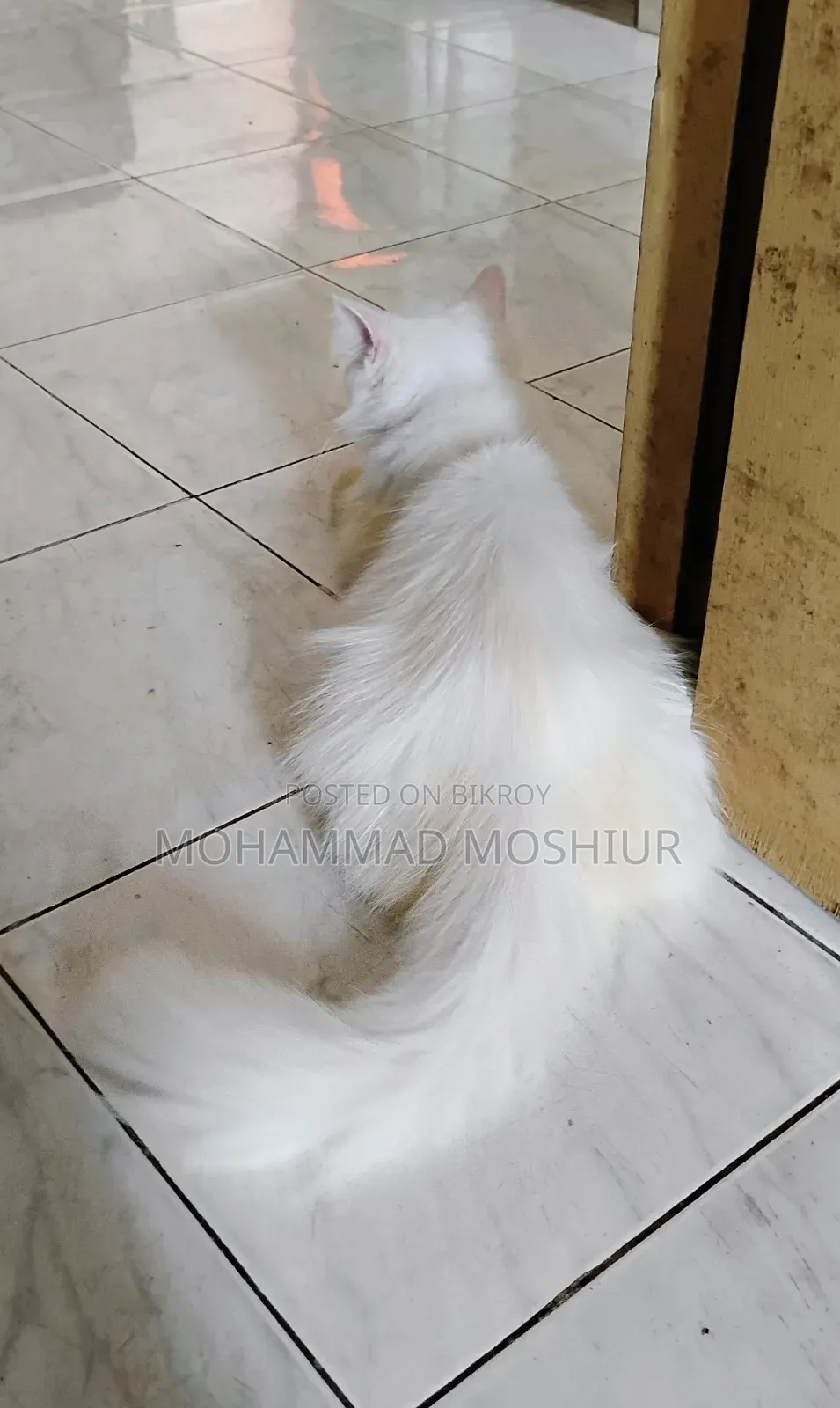 ৬-১২ মাসের ফিমেল পিওরব্রেড পার্সিয়ান বিড়াল