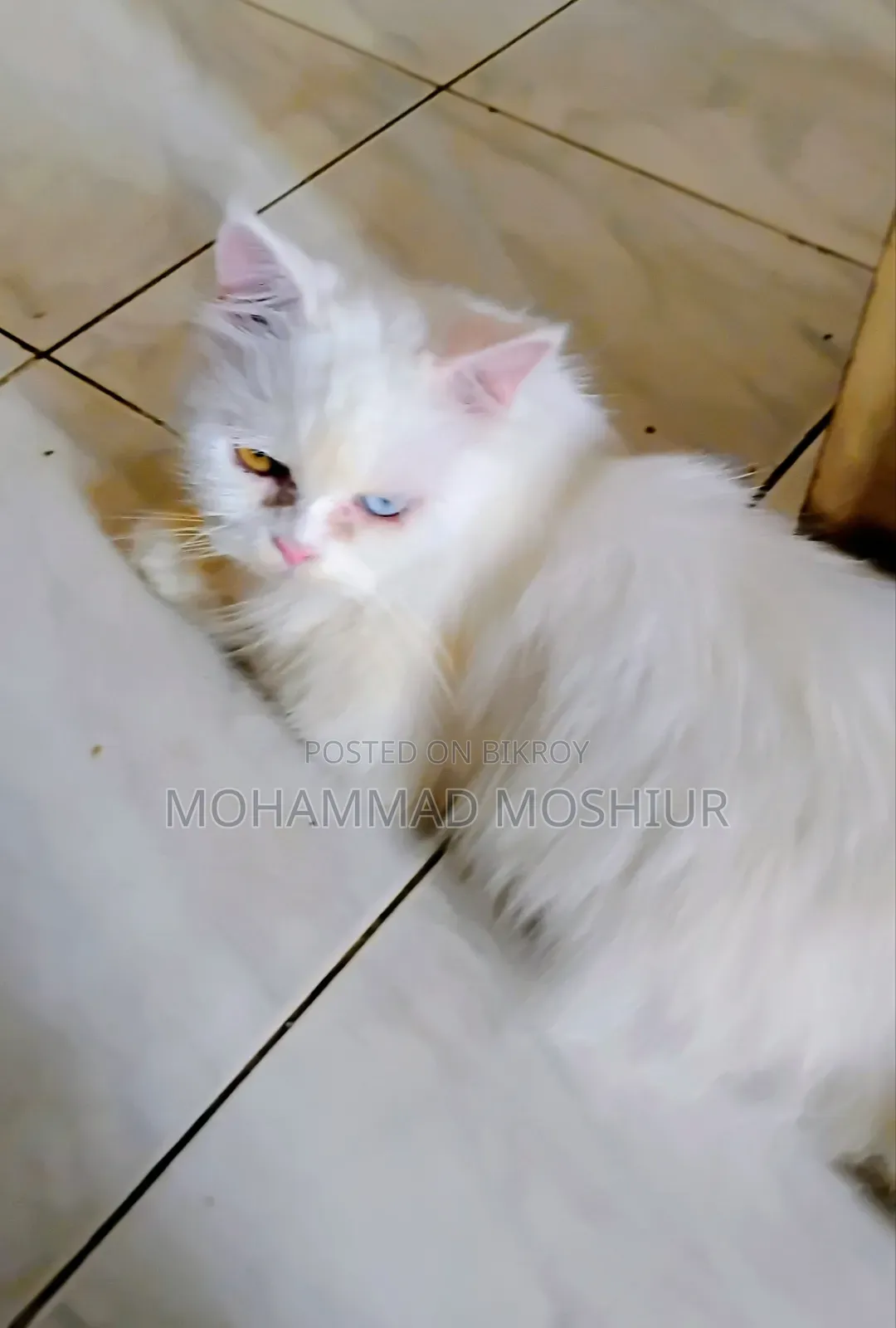 ৬-১২ মাসের ফিমেল পিওরব্রেড পার্সিয়ান বিড়াল
