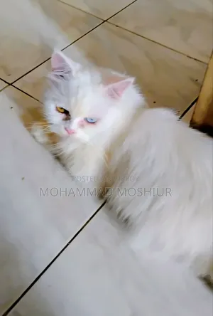 ৬-১২ মাসের ফিমেল পিওরব্রেড পার্সিয়ান বিড়াল