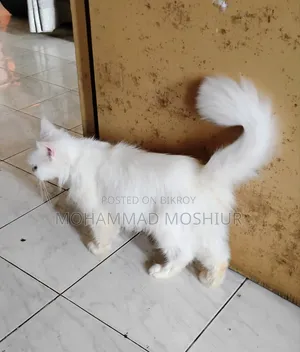 ৬-১২ মাসের ফিমেল পিওরব্রেড পার্সিয়ান বিড়াল