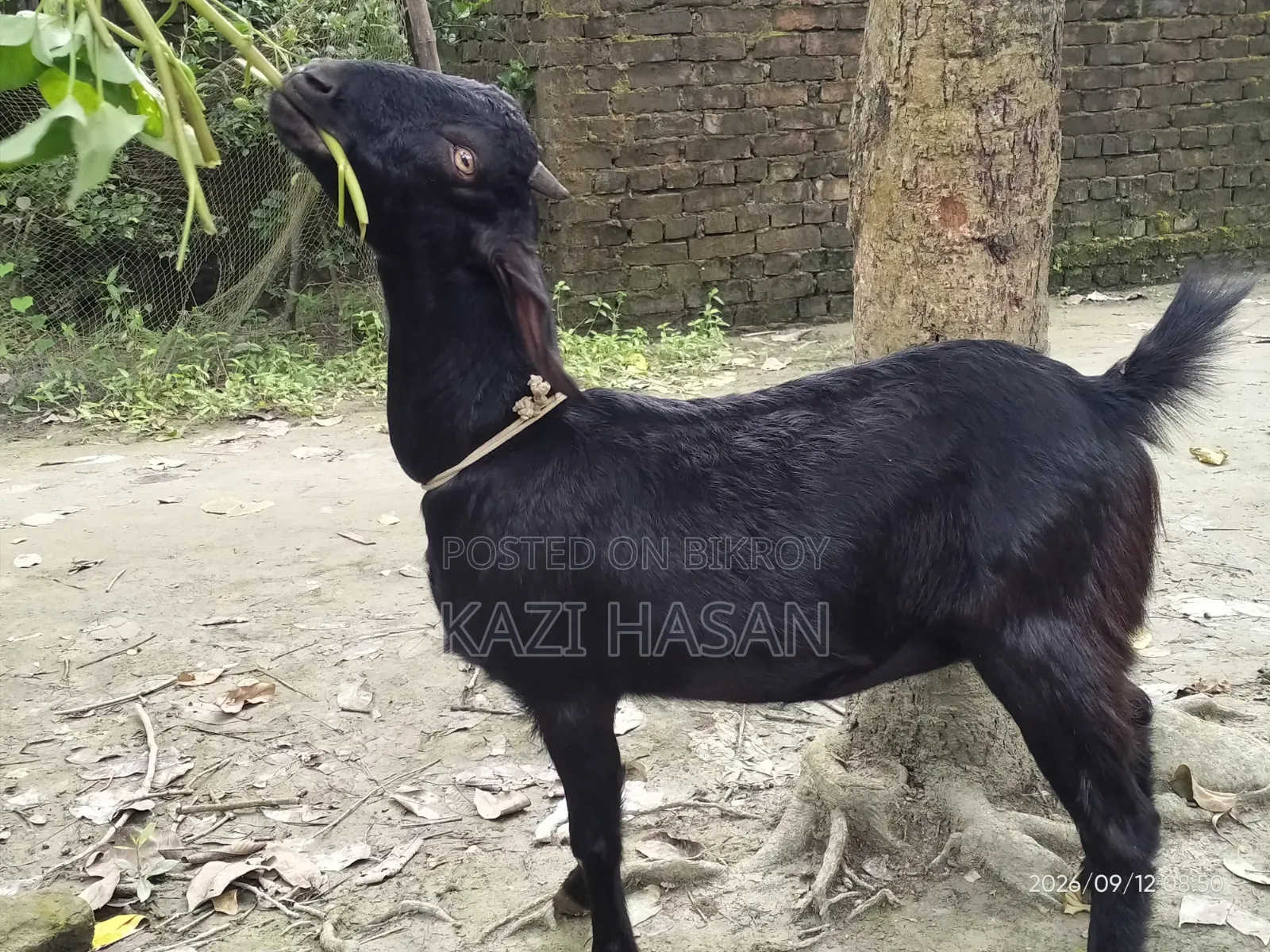 A local cross goat will be sold