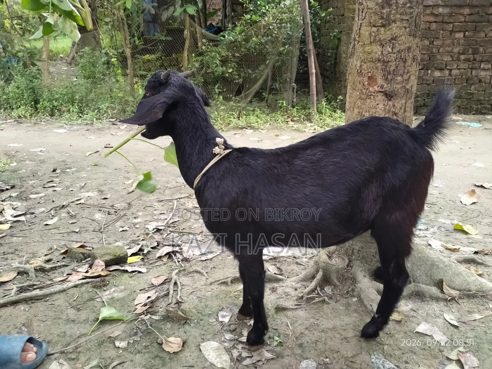 A local cross goat will be sold