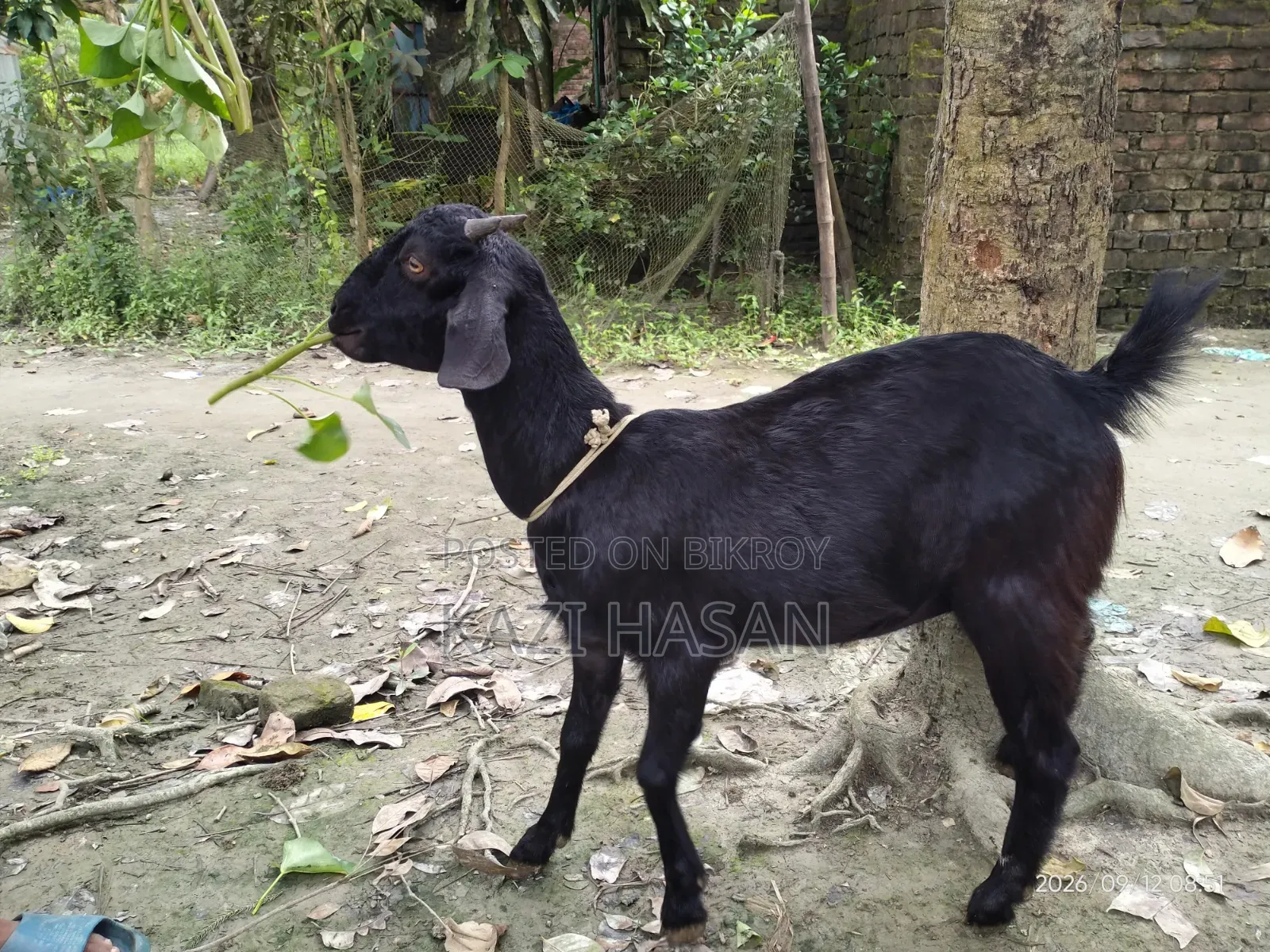 A local cross goat will be sold