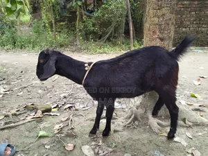 A local cross goat will be sold