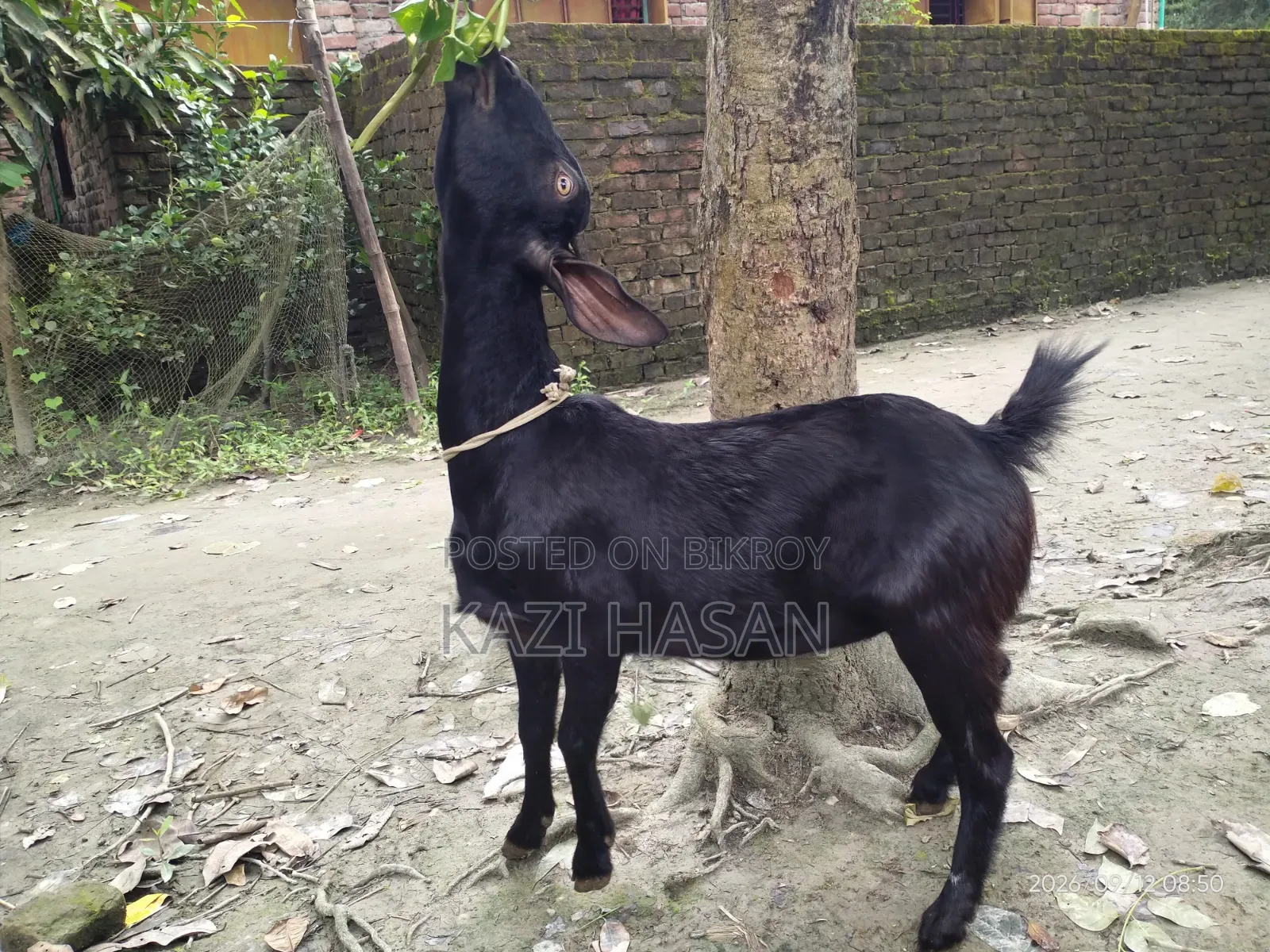 A local cross goat will be sold
