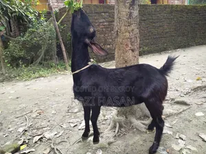 A local cross goat will be sold