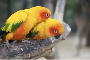 Sun Conure Bird