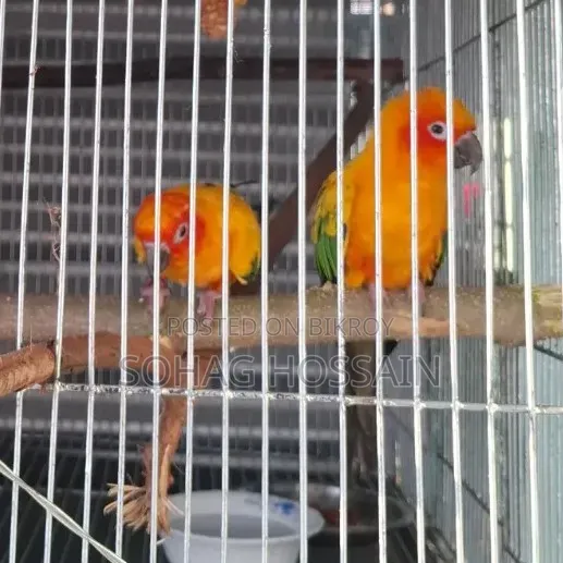 Sun Conure Bird