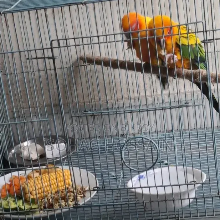 Sun Conure Bird