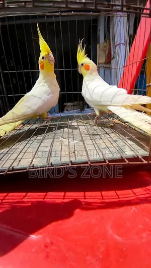 Lutino Cockatiel Running Pair