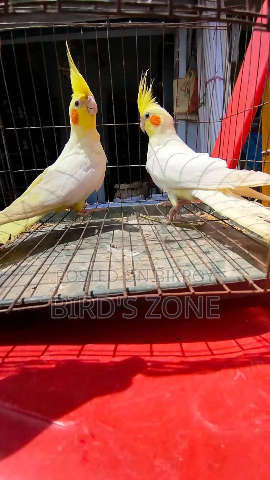 Lutino Cockatiel Running Pair