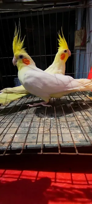 Lutino Cockatiel Running Pair