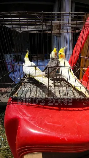 Lutino Cockatiel Running Pair
