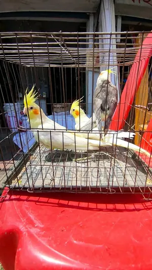 Lutino Cockatiel Running Pair