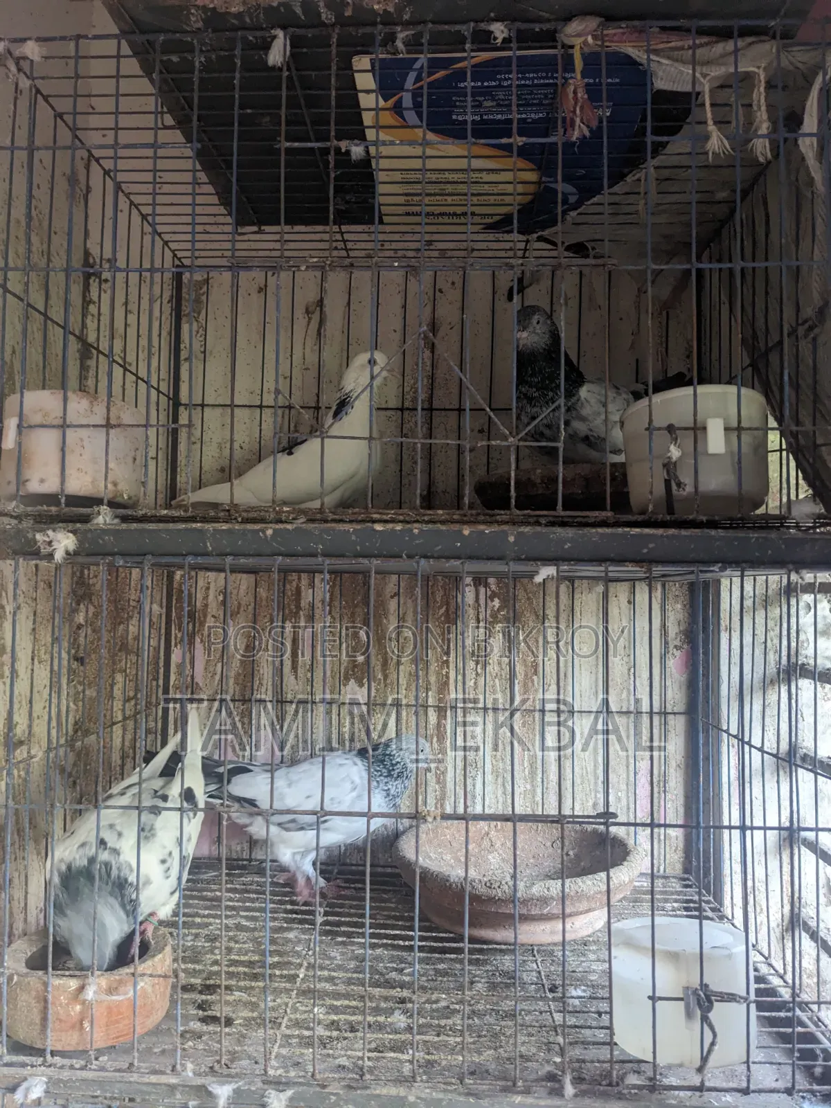 Pigeon Argent Salee