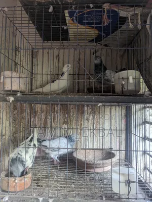 Pigeon Argent Salee