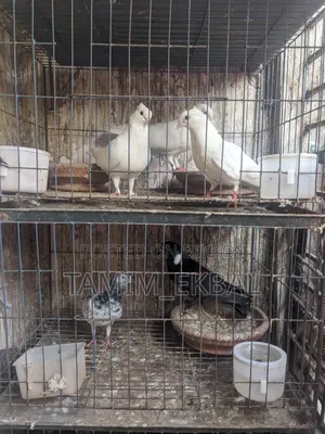 Pigeon Argent Salee