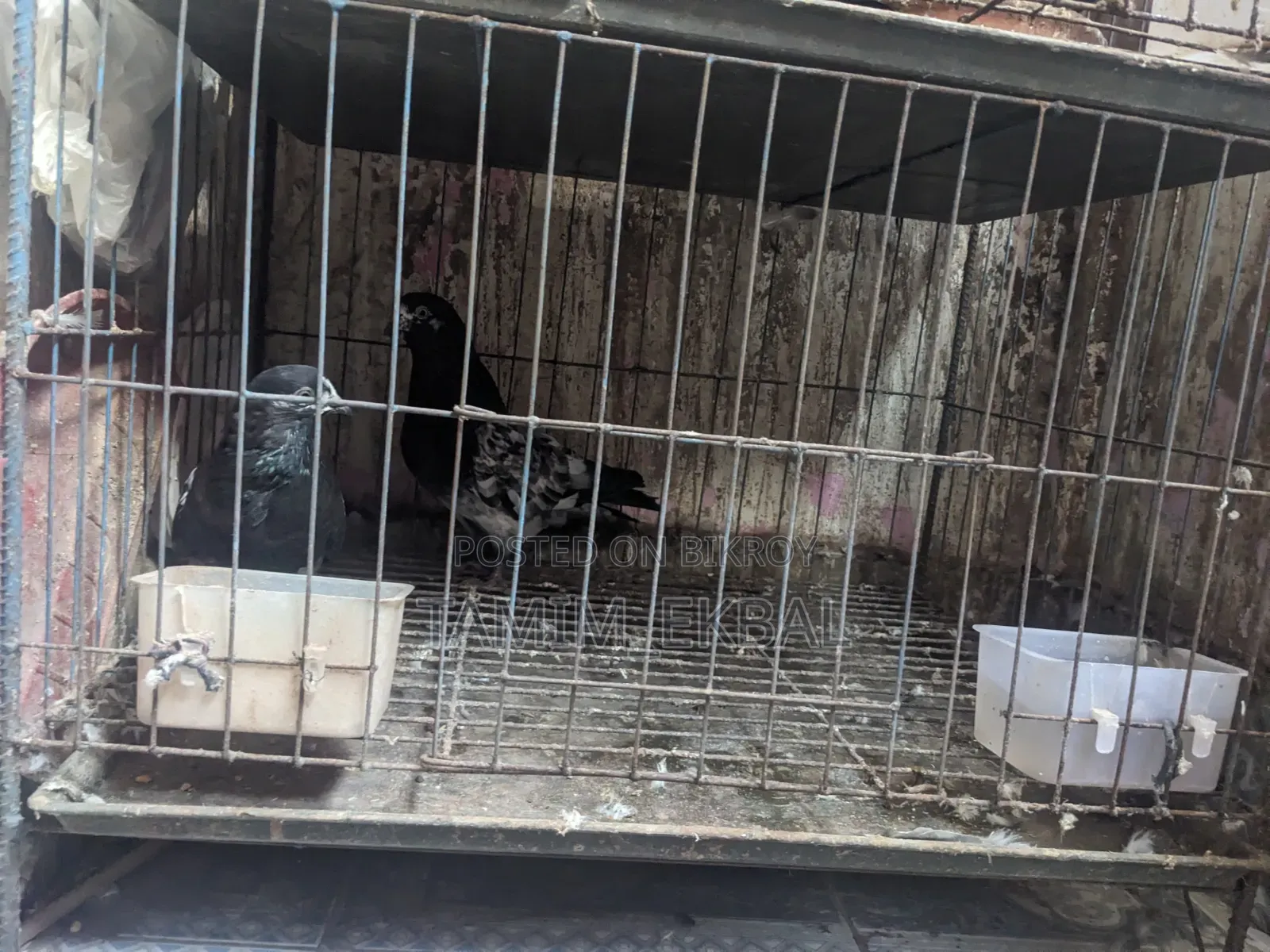 Pigeon Argent Salee