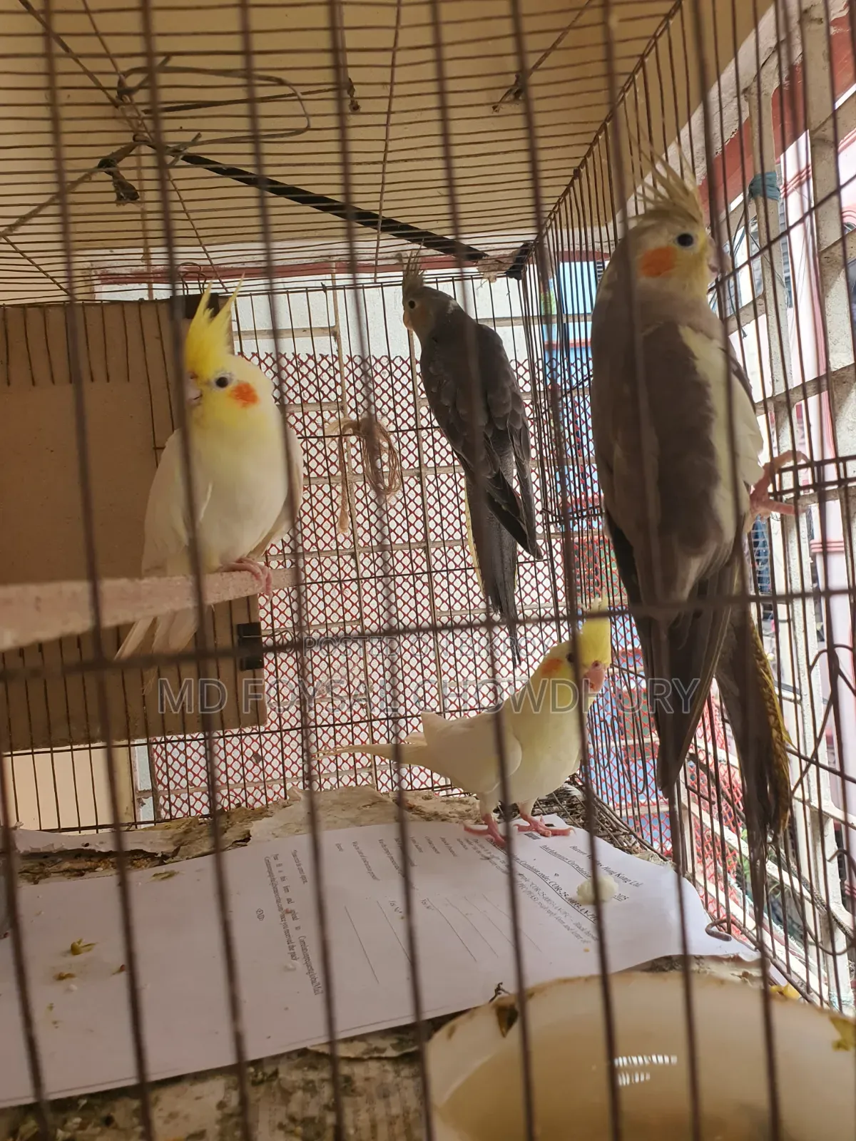 Cockatiel Bird