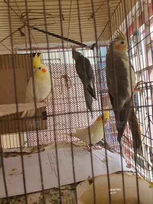 Cockatiel Bird