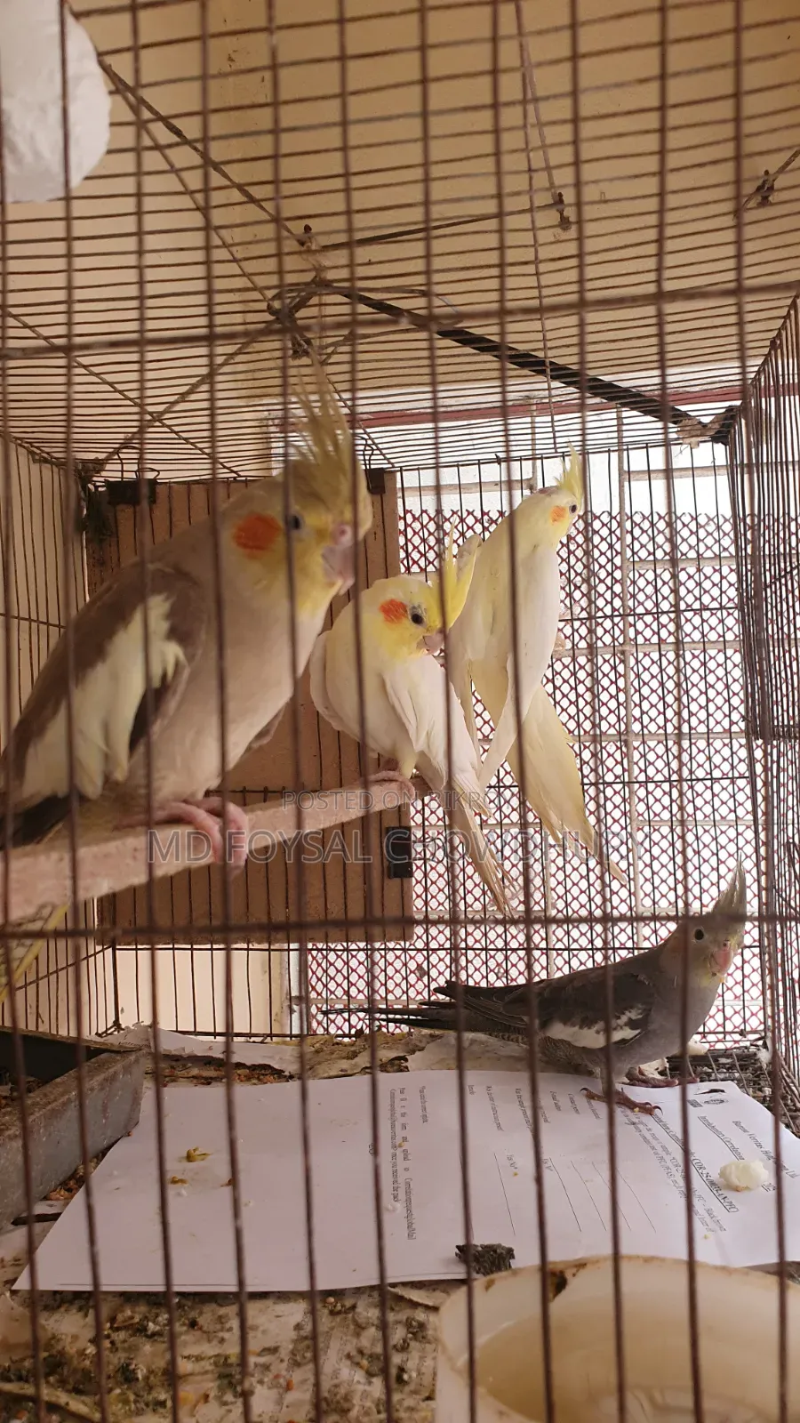 Cockatiel Bird