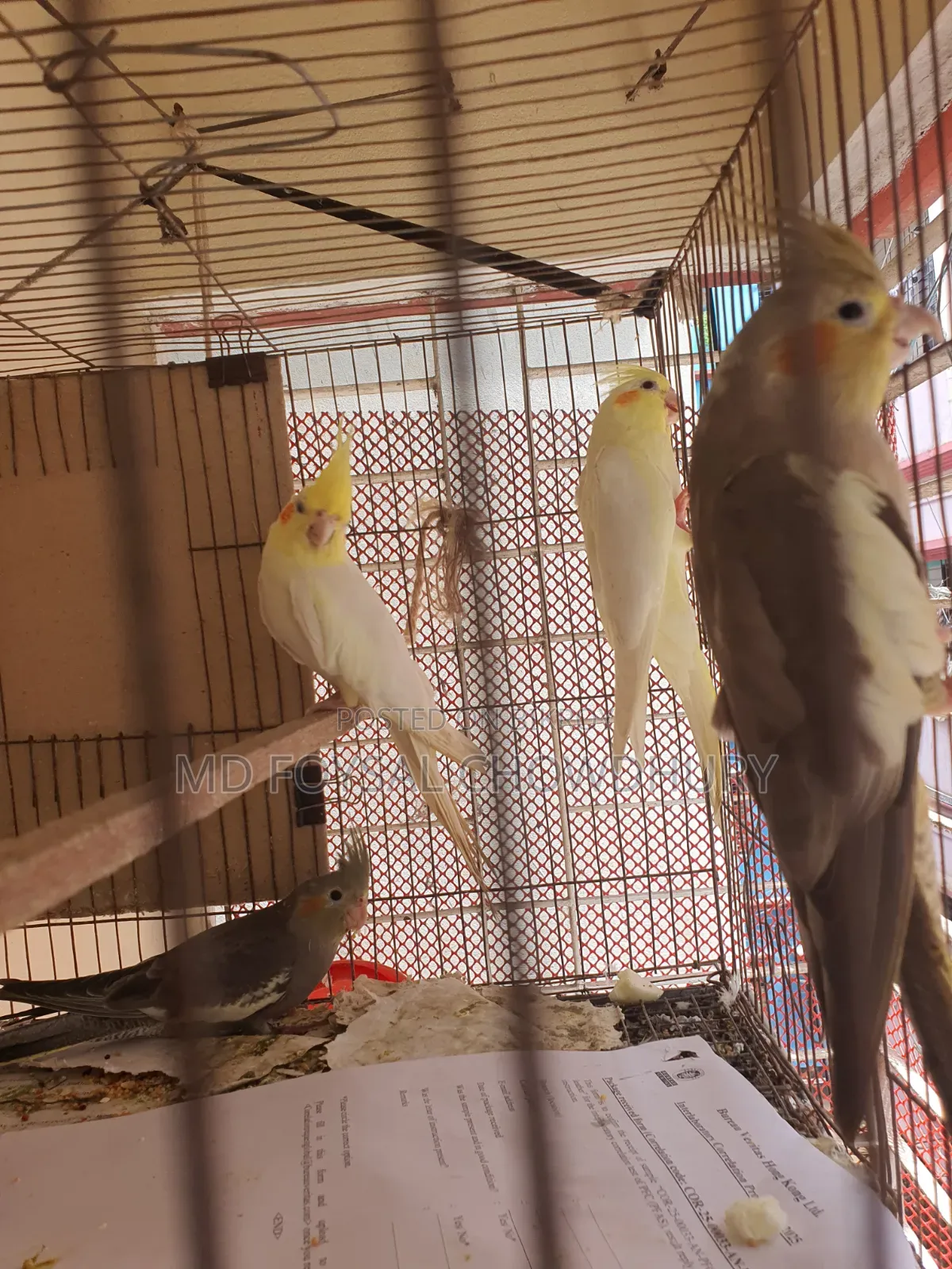 Cockatiel Bird