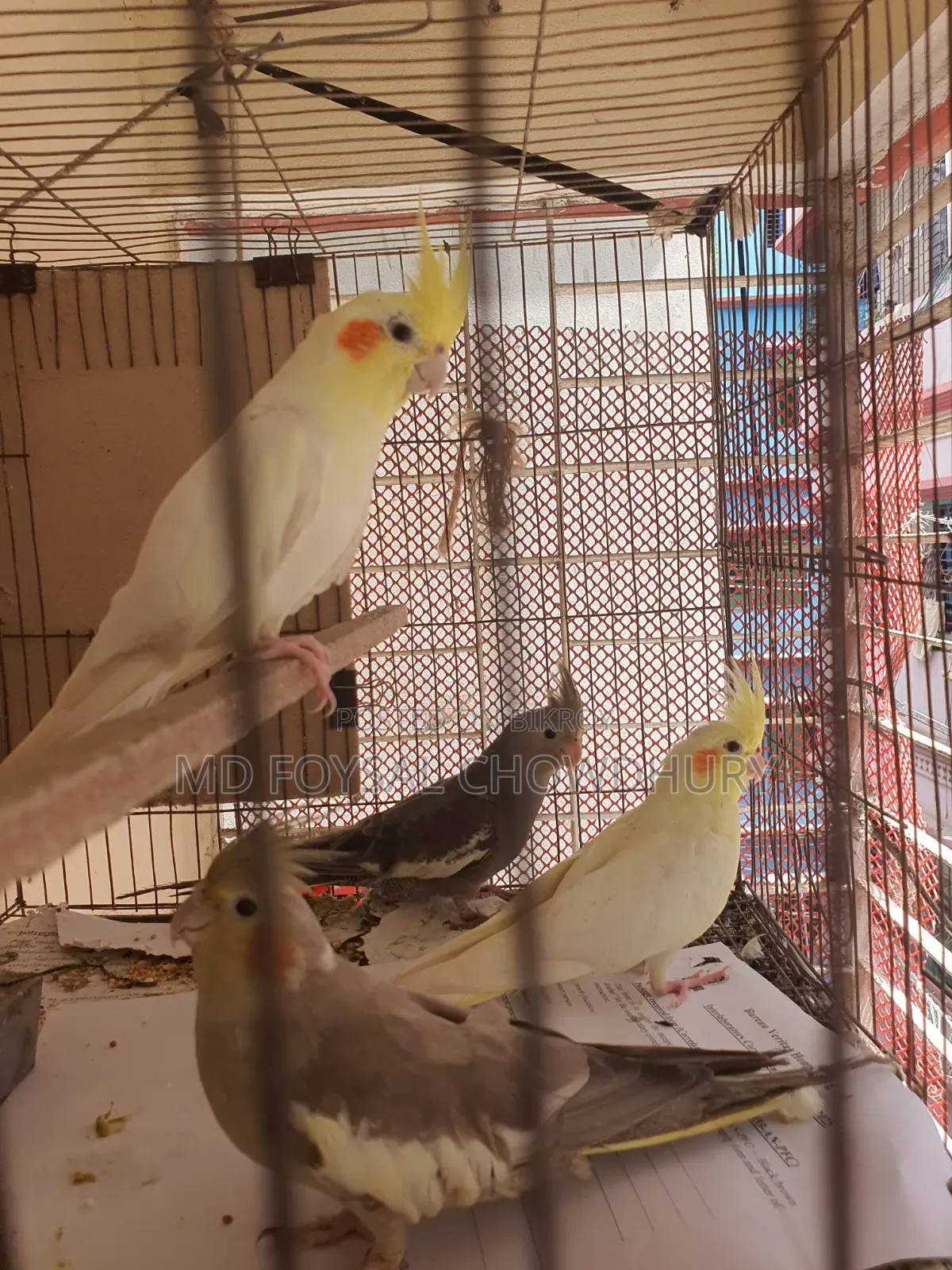 Cockatiel Bird