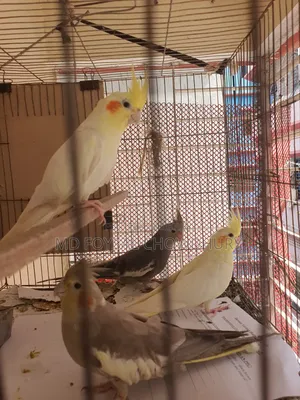 Cockatiel Bird
