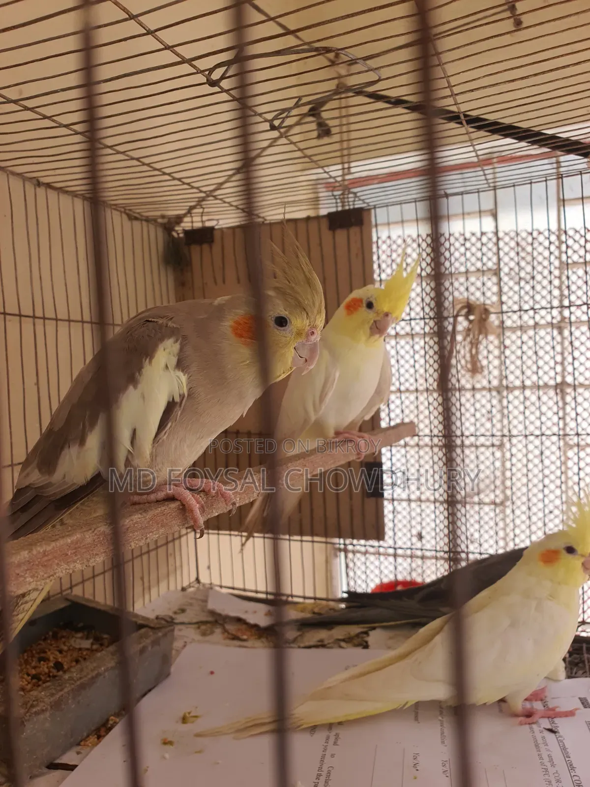 Cockatiel Bird