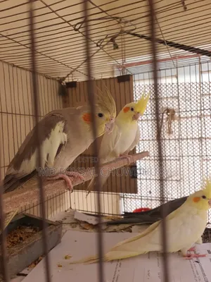Cockatiel Bird