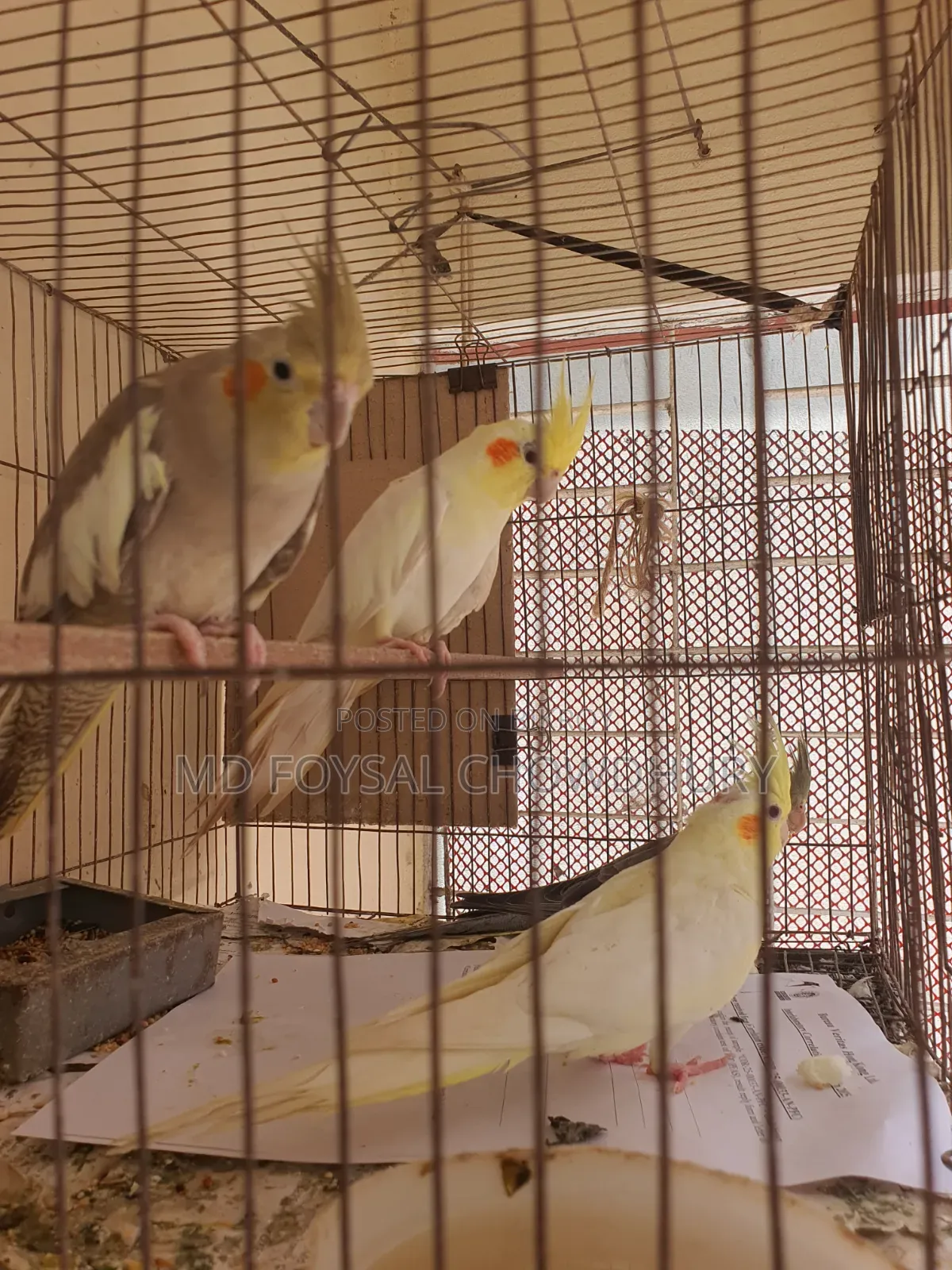 Cockatiel Bird
