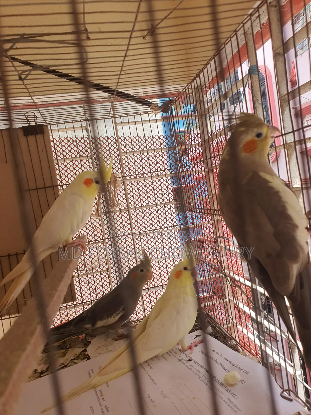 Cockatiel Bird