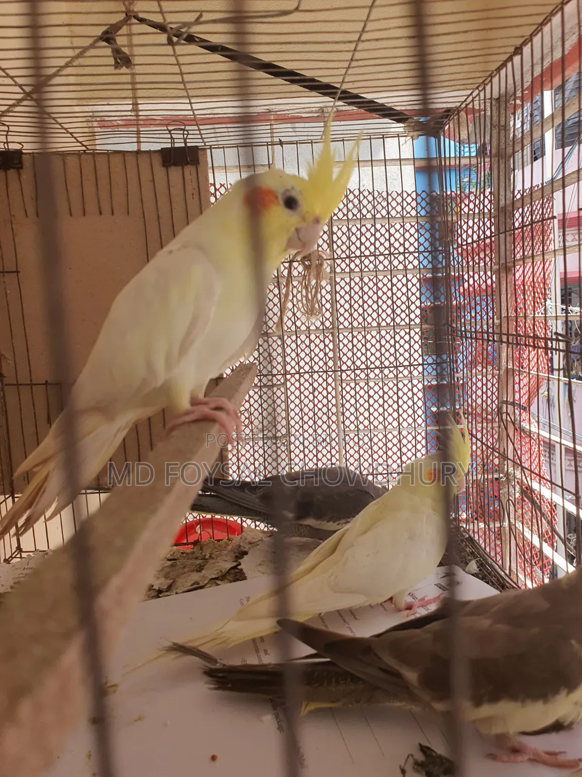 Cockatiel Bird