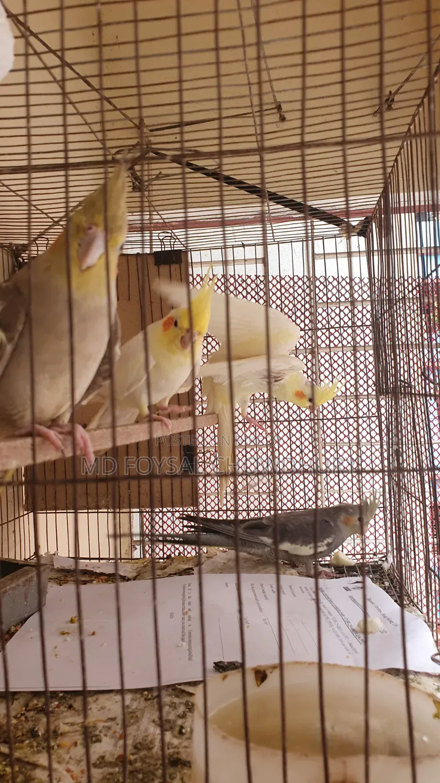 Cockatiel Bird