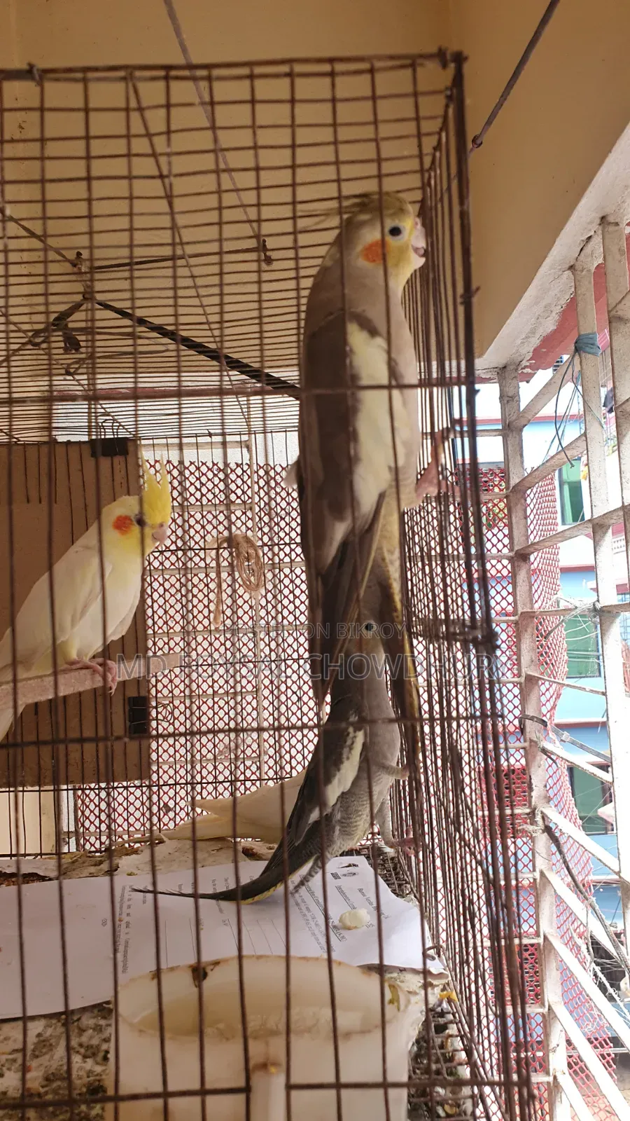Cockatiel Bird