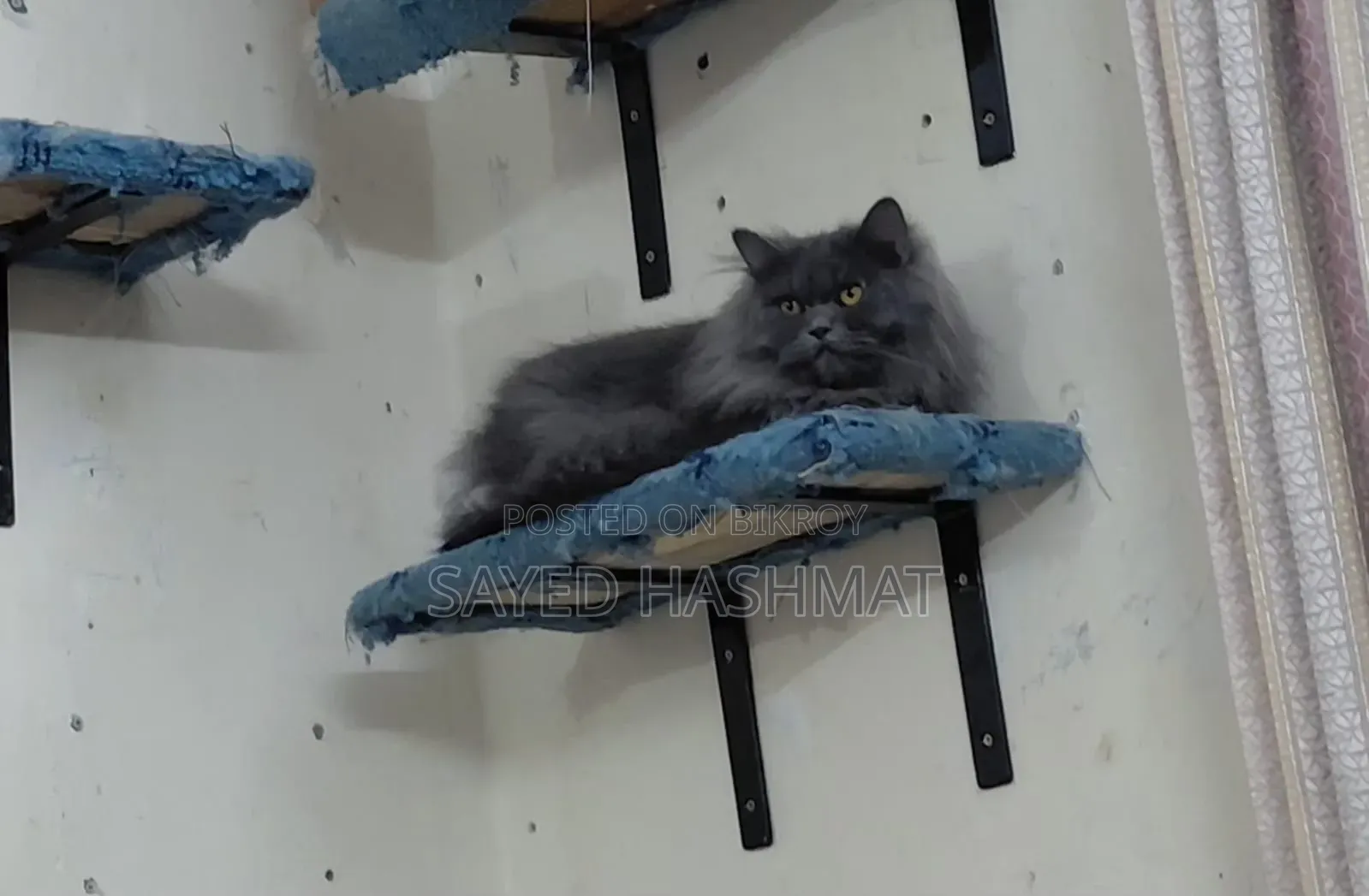 6-12 Months Female Purebred Persian